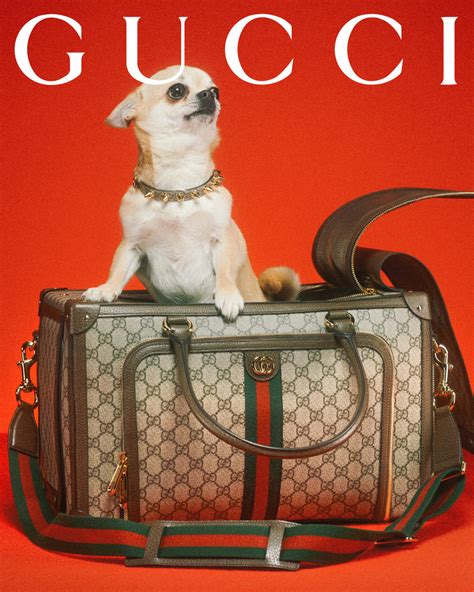 gucci bikini for dogs|new gucci pet collection.